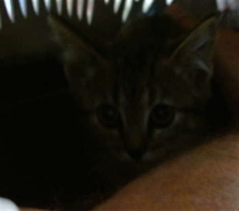 Shelter Stray Unknown Cat last seen Near BLOCK OAKS CROSSING RD, Oklahoma City, OK 73129