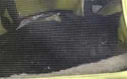 Shelter Stray Unknown Cat last seen Near BLOCK NW 41ST, Oklahoma City, OK 73129
