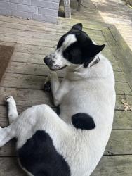 Found/Stray Male Dog last seen Near Crooked Oak Dr, Durant, OK 74701