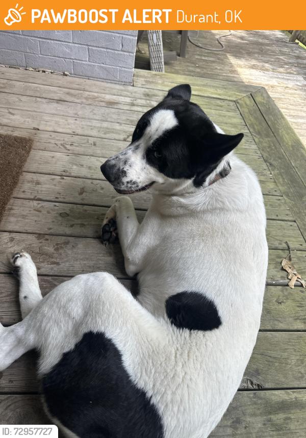 Found/Stray Male Dog last seen Near Crooked Oak Dr, Durant, OK 74701