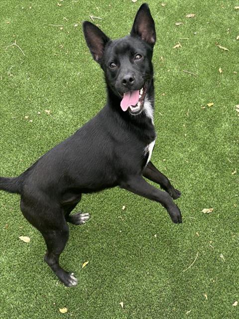 Shelter Stray Male Dog last seen Near BLK TEAL ST, BAKERSFIELD, CA, Bakersfield, CA 93307