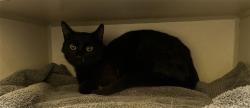 Shelter Stray Unknown Cat last seen Near BLOCK W EVANS AVE, ENGLEWOOD, CO 80110, Denver, CO 80223