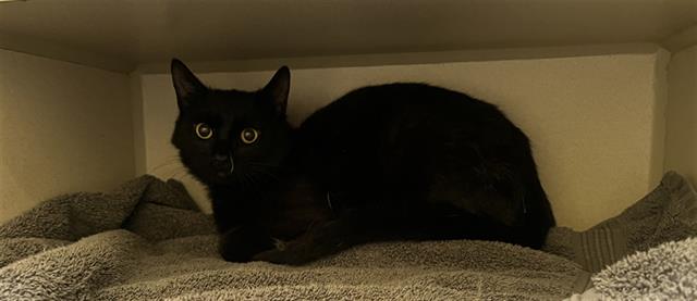 Shelter Stray Unknown Cat last seen Near BLOCK W EVANS AVE, ENGLEWOOD, CO 80110, Denver, CO 80223
