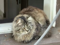 Lost Male Cat last seen Near E and Bryan Ave, Salt Lake City, UT 84105