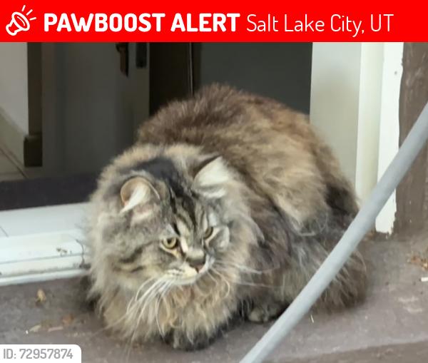 Lost Male Cat last seen Near E and Bryan Ave, Salt Lake City, UT 84105