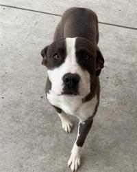 Shelter Stray Female Dog last seen Near BLOCK PACHECO RD BAKERSFIELD,CA, Bakersfield, CA 93307