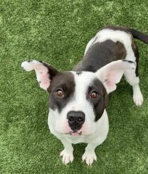 Shelter Stray Female Dog last seen Near BLOCK PACHECO RD BAKERSFIELD,CA, Bakersfield, CA 93307