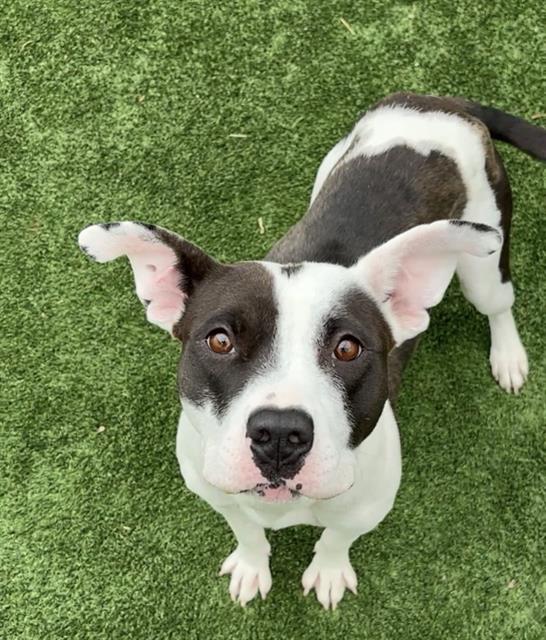 Shelter Stray Female Dog last seen Near BLOCK PACHECO RD BAKERSFIELD,CA, Bakersfield, CA 93307