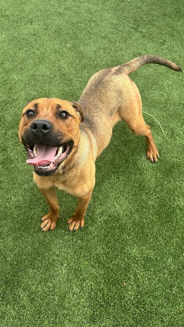 Shelter Stray Female Dog last seen Near BLK KINCAID, BAKERSFIELD, CA, Bakersfield, CA 93307