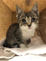 Shelter Stray Female Cat last seen Near BLOCK E BUTLER AVE, FRESNO CA 93727, Fresno, CA 93727
