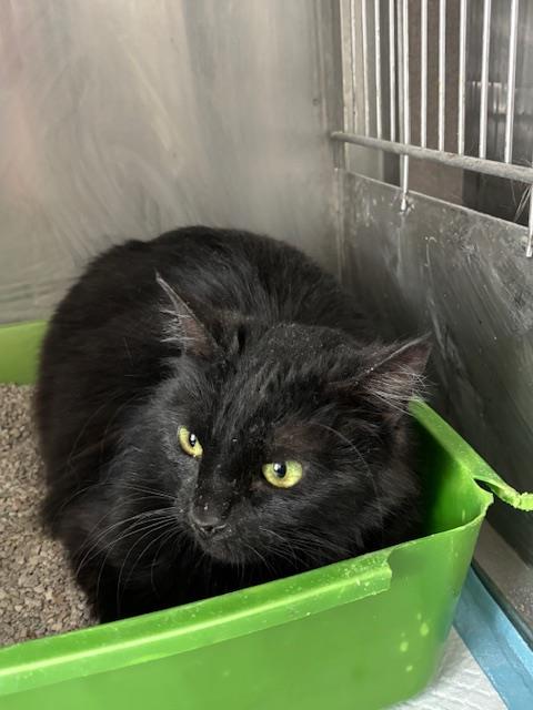 Shelter Stray Female Cat last seen Near BLOCK OLEANDER AVE, BAKERSFIELD, CA, Bakersfield, CA 93307