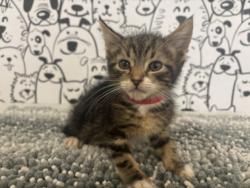 Shelter Stray Male Cat last seen , San Pedro, CA 90731