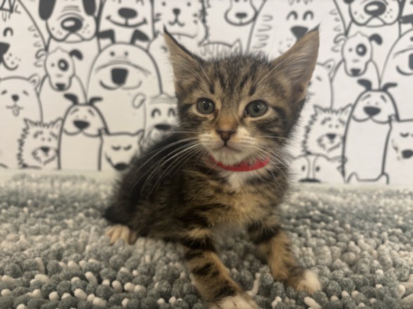 Shelter Stray Male Cat last seen , San Pedro, CA 90731