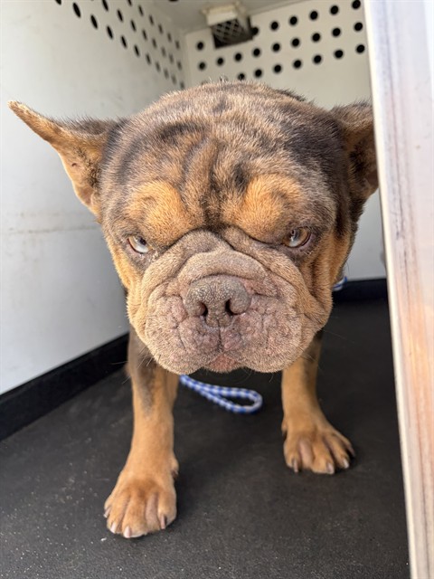 Shelter Stray Male Dog last seen Near BLK ENGELBERG DR, BAKERSFIELD, CA, Bakersfield, CA 93307