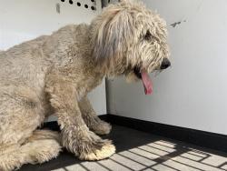 Shelter Stray Male Dog last seen Near BLK H ST, BAKERSFIELD, CA, Bakersfield, CA 93307