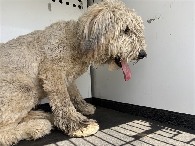 Shelter Stray Male Dog last seen Near BLK H ST, BAKERSFIELD, CA, Bakersfield, CA 93307