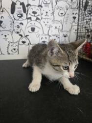 Shelter Stray Male Cat last seen , San Pedro, CA 90731