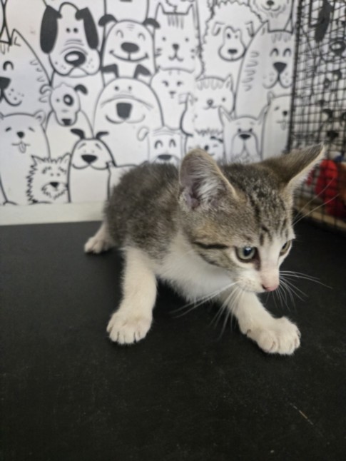 Shelter Stray Male Cat last seen , San Pedro, CA 90731