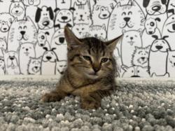 Shelter Stray Male Cat last seen , San Pedro, CA 90731