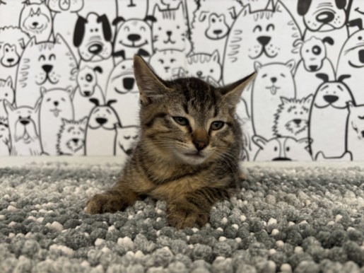 Shelter Stray Male Cat last seen , San Pedro, CA 90731