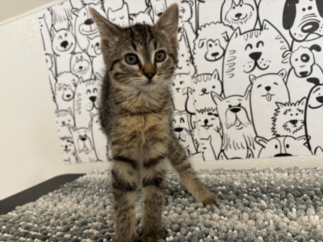 Shelter Stray Female Cat last seen , San Pedro, CA 90731