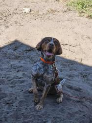 Reunited Male Dog last seen Corner of Emerson Dr & Chair Rd, Wrightsboro, NC 28429