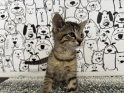 Shelter Stray Male Cat last seen , San Pedro, CA 90731