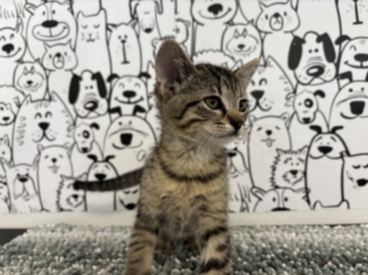 Shelter Stray Male Cat last seen , San Pedro, CA 90731