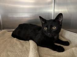 Shelter Stray Female Cat last seen , San Pedro, CA 90731