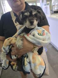 Shelter Stray Female Dog last seen , Los Angeles, CA 90047