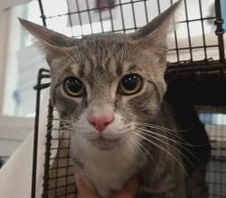 Shelter Stray Male Cat last seen , Los Angeles, CA 90047