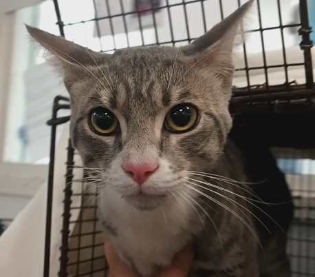 Shelter Stray Male Cat last seen , Los Angeles, CA 90047