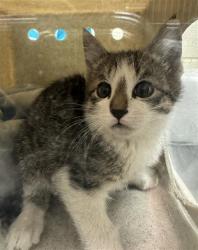 Shelter Stray Male Cat last seen Near BLOCK W KINGS POINTE LN, Salt Lake City, UT 84120