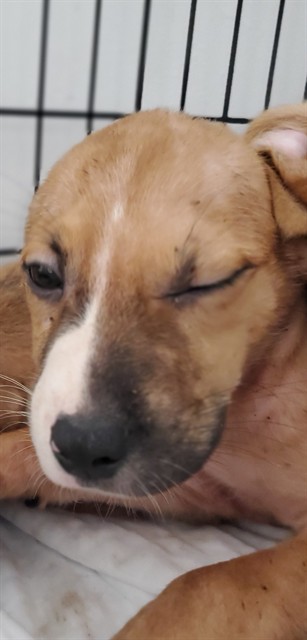 Shelter Stray Male Dog last seen Near BLOCK CAMELLIA ST W, EVERGLADES CITY, FL 34139, Davie, FL 33312