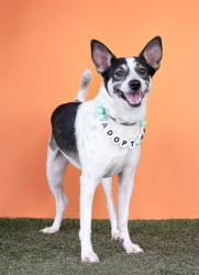 Shelter Stray Male Dog last seen Near BLOCK SE 31 CT, Doral, FL 33122