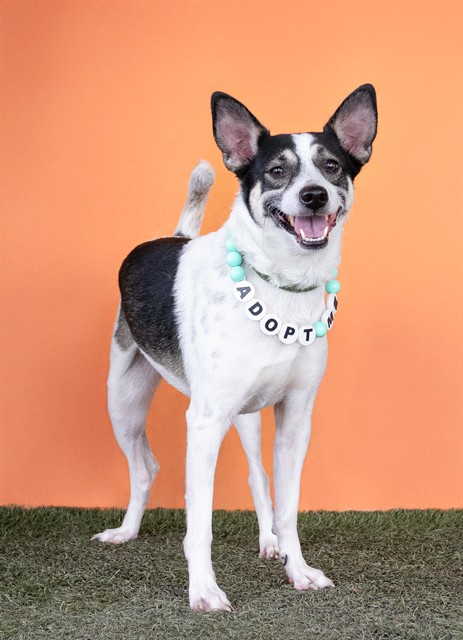 Shelter Stray Male Dog last seen Near BLOCK SE 31 CT, Doral, FL 33122