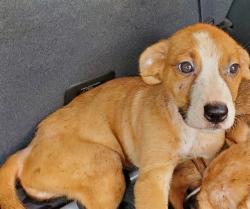 Shelter Stray Female Dog last seen Near BLOCK CAMELLIA ST W, EVERGLADES CITY, FL 34139, Davie, FL 33312