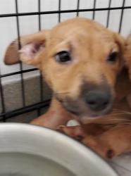 Shelter Stray Male Dog last seen Near BLOCK CAMELLIA ST W, EVERGLADES CITY, FL 34139, Davie, FL 33312