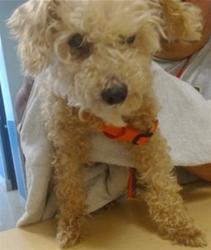 Shelter Stray Female Dog last seen LAS, Doral, FL 33122