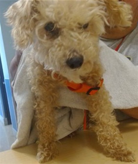 Shelter Stray Female Dog last seen LAS, Doral, FL 33122