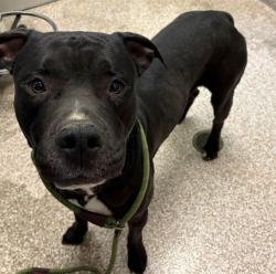 Shelter Stray Male Dog last seen Near BLOCK ONEAL AVE, PUEBLO CO 81005, Pueblo, CO 81008