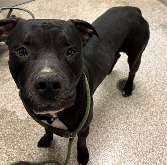 Shelter Stray Male Dog last seen Near BLOCK ONEAL AVE, PUEBLO CO 81005, Pueblo, CO 81008
