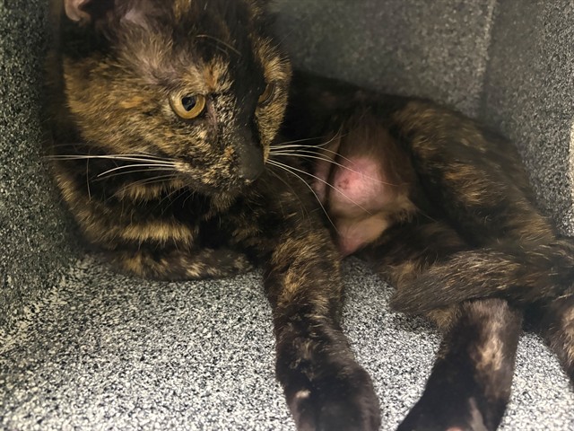 Shelter Stray Female Cat last seen Near BLOCK N GREENWOOD ST, PUEBLO CO 81003, Pueblo, CO 81008