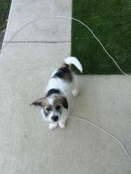 Found/Stray Male Dog last seen Intersection Tramway Road and St Andrews Church Road, Sanford, NC 27332