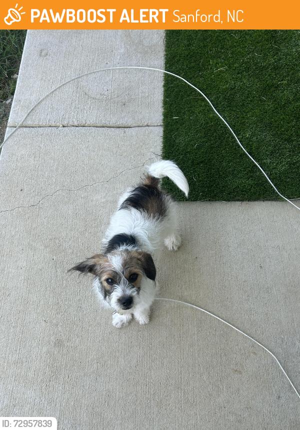 Found/Stray Male Dog last seen Intersection Tramway Road and St Andrews Church Road, Sanford, NC 27332
