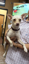 Found/Stray Female Dog last seen Oltorf and Pleasant Valley , Austin, TX 78741