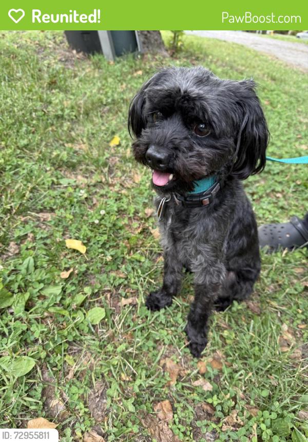 Reunited Male Dog last seen McGregor Rd, Winston-Salem, NC 27103, USA, Winston-Salem, NC 27103