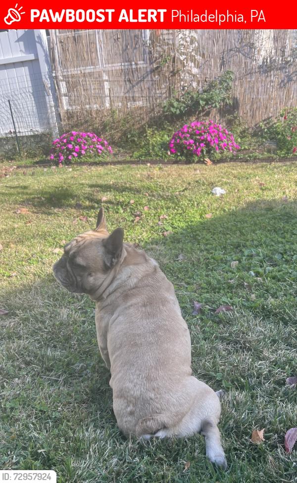 Lost Male Dog last seen Loretto, Philadelphia, PA 19111