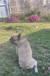 Lost Male Dog last seen Loretto, Philadelphia, PA 19111