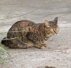 Lost Female Cat last seen Paularino Ave & Manistee Dr , Costa Mesa, CA 92626